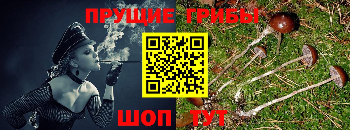 Псилоцибиновые грибы Psilocybe Клинцы
